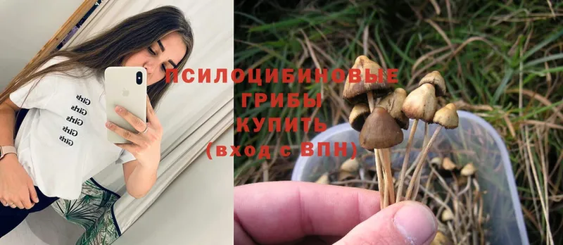 Галлюциногенные грибы Cubensis  Зеленокумск 